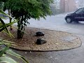harrow rain 1 harrow rain 1
