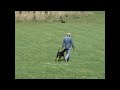 Click here to watch this video Ascomannis Ramona_BH_offleash.wmv