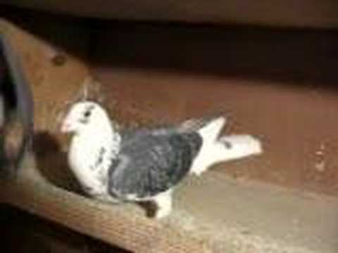 MY FAVORITE ATTACK RACING PIGEON DE BYTER