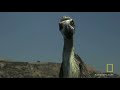 Terror Bird vs. Wolves