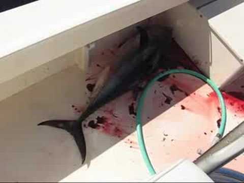 how to bleed bluefin tuna