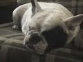 Courtney the Bulldog snoring