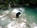 S. Liberatore, Border collie in acqua!!!