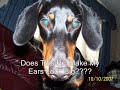 Doberman Cross Dachshund Doberman Cross Dachshund