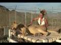 Lazy Lion 2 Grooming Frenzy