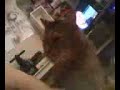 BAD KITTY