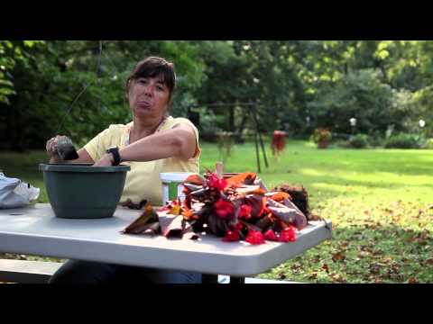 how to grow begonias