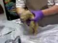 videos de crank dat dead fetal pig READ INFO BOX