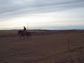 Registered Missouri Foxtrotter For Sale Video #1