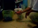 Un perrito light