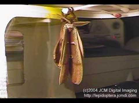 Polyphemus Moth expands its wings ...