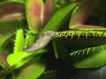 Slug Slowly Consumed by Venus Flytrap Slug Slowly Consumed by Venus Flytrap