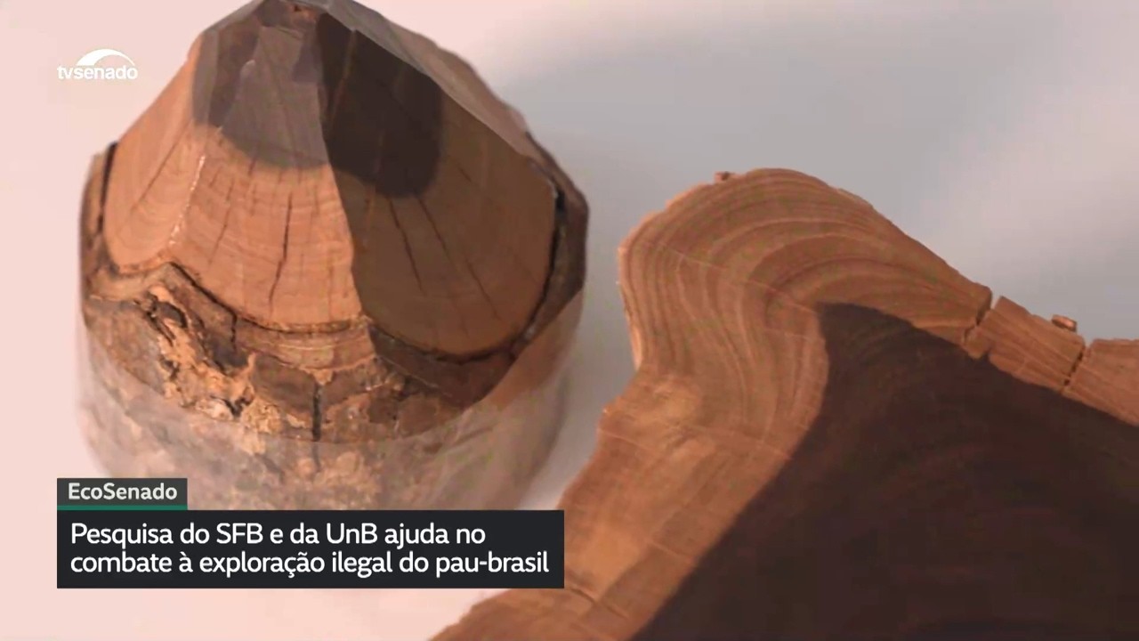 Pesquisadores desenvolvem método para investigar origem do pau-brasil explorado comercialmente