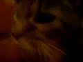 crazy cat