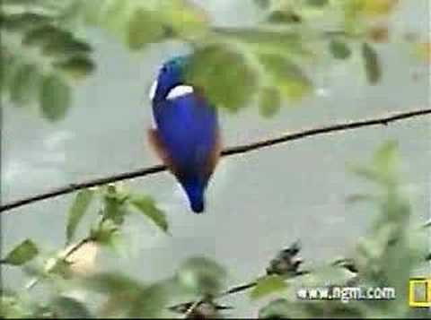 Malachite Kingfisher Diving at ...