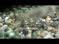 Some attractive pygmy pufferfish we got in from our Czech supplier in error. They were meant to be Rasbora hengeli. All our fish are available for next day delivery (UK only). You can download our latest price list fro our website here: www.tynevalleyaquatics.co.uk We take all fish orders over the phone on 01661844005 and are open 7 days a week.