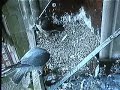 Derby Peregrine Falcon 4 - No food for junior