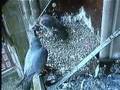 Derby Peregrine Falcon 4 - No food for junior