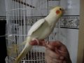 Calopsita cantando no dedo