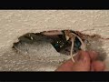 Installing a Ceiling Light Video