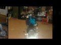 2001 Harley Davidson 1200 Custom Sportster