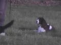 Springer Spaniel in Training at DarnFar Ranch