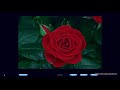Нейтрализация негативных программ. Видео-тренинг