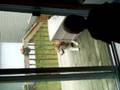 videos de Tegan & Howling Dog #1
