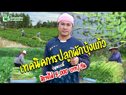 เทคนิคการปลูกผักบุ้งแก้ว