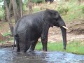 Swimming Elephants In Chobe River