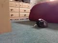 The Wrath of Felix upon the Poor Stuffed Animal