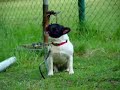 wired-dog-sound-wwwfootlxro.html
