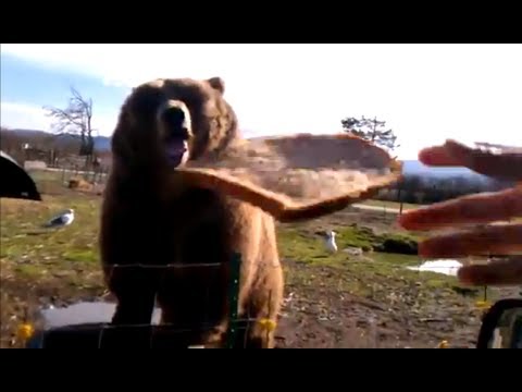 kodiack bear