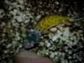 videos de nacimiento de gecko leucistico