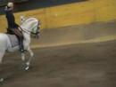 Abalorio Part 2 - great P.R.E-stallion for sale