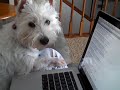 Westie Lily Discovering the Computer