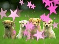 Cute Doggies