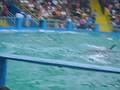 videos de miami trip