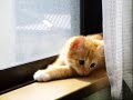 dog-cat-two-love-.html