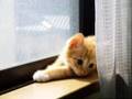 cat cute kitten 猫 ねこ ネコ ぬこ かわいい