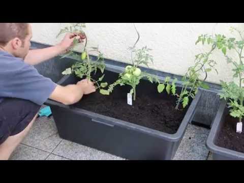 kräuterregal selber bauen einfach