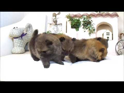 YouTube Preview Image