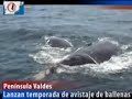 El 1° de junio de 2008 comienza la temporada para hacer avistaje de ballenas en las costas de Península Valdes. Cada año la ballena franca austral aparea en la costa chubutense y también tiene a sus crías.