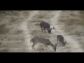 venado 186 puntos 2 lugar angady