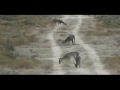 venado 186 puntos 2 lugar angady