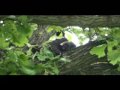 a black bear in Jo Daviess County IL