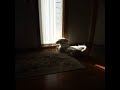 Why Dogs Are Better Than Cats!