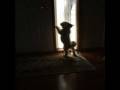 videos de Why Dogs Are Better Than Cats!