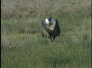 Greater Sage-Grouse On The Lek