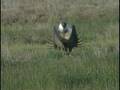 Greater Sage-Grouse On The Lek